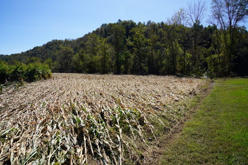 A cornfield flattened by floods.